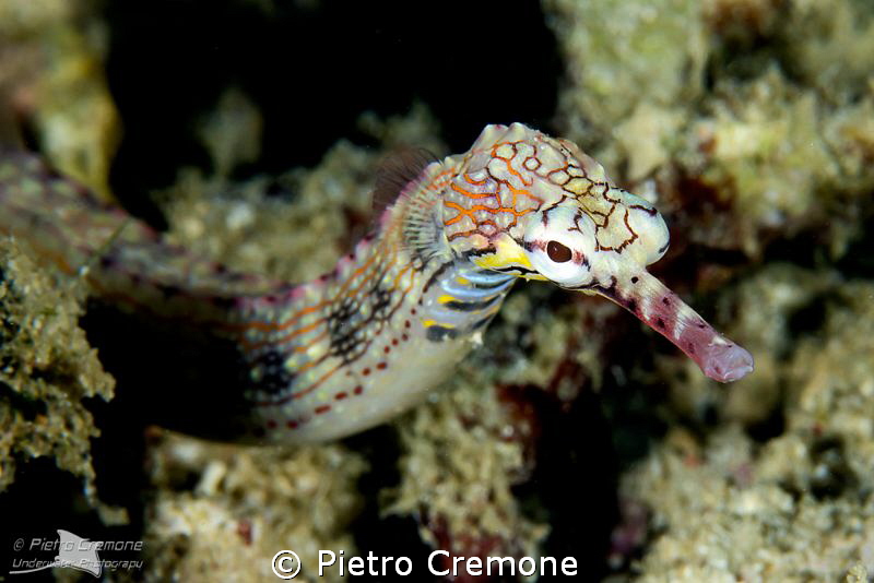 Pipefish by Pietro Cremone 