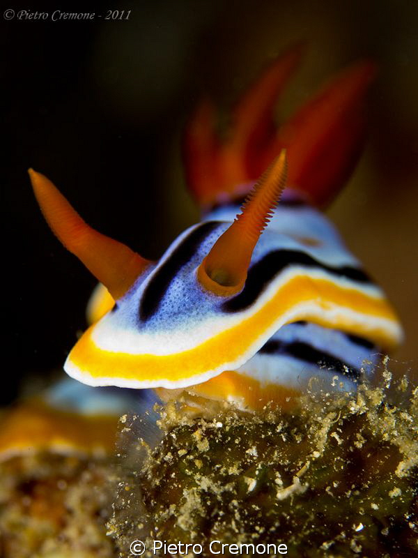 Chromodoris by Pietro Cremone 