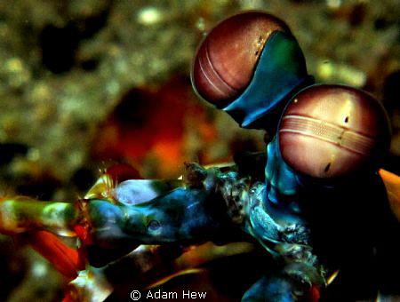 funny eyes by Adam Hew 