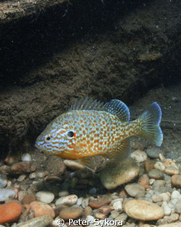 Lepomis Gibbosus by Peter Sykora 