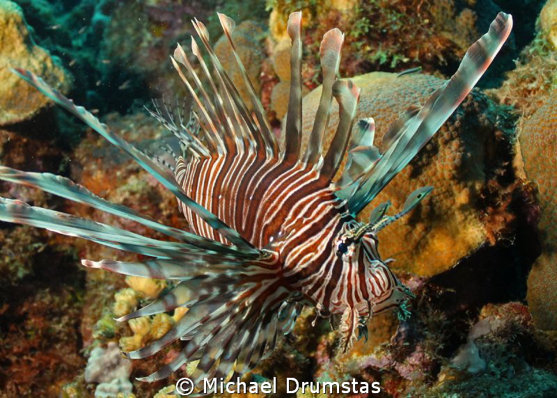 too many !! by Michael Drumstas 