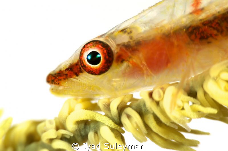 Whip Goby Portrait by Iyad Suleyman 
