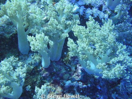 Taken of Elphinstone South Red Sea 2011 by Steve Hewitt 