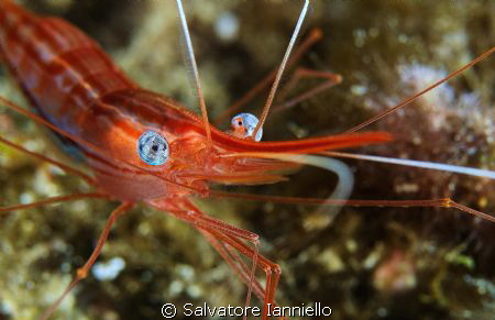 parapandalus narval by Salvatore Ianniello 