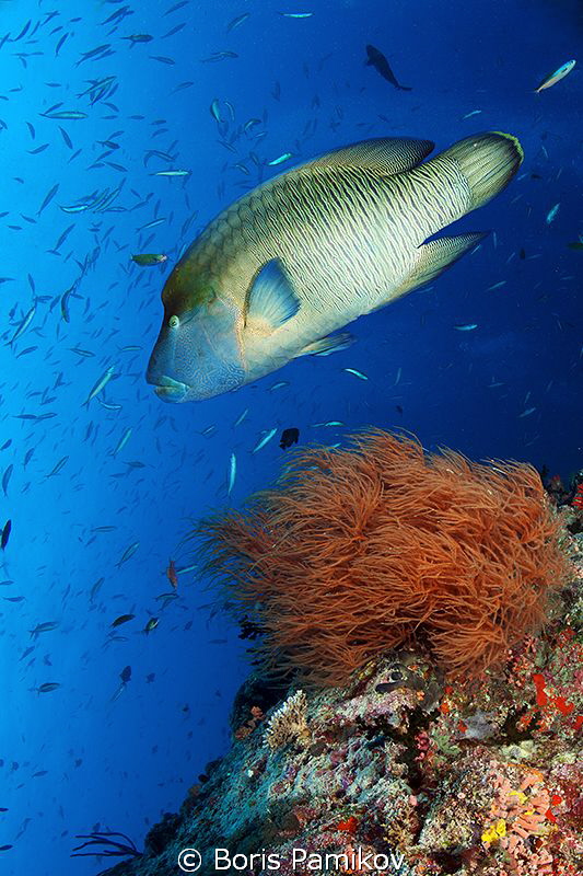 Napoleon Wrasse in Musha Mas Mingili Thila (Fish Head) by Boris Pamikov 