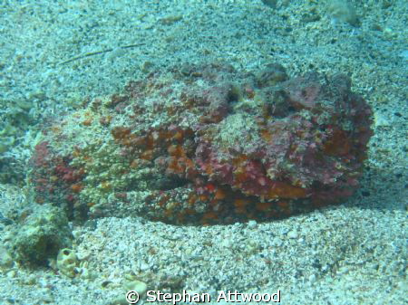 Abu Dabab Stonefish by Stephan Attwood 