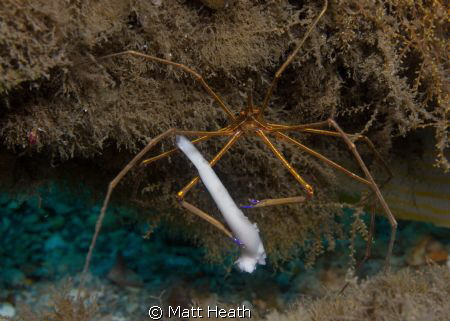 Arrow Crab Eating Down to the Bone by Matt Heath 