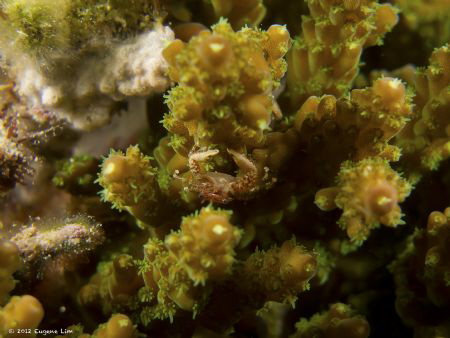 Crab - Pulau Redang, Malaysia by Eugene Lim 