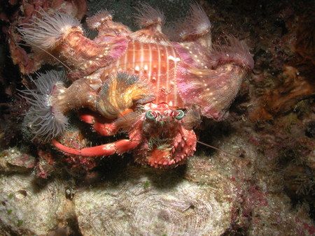 Hermit Crab, Alona Beach, Philippines. Taken using Nikon ... by Oliver Bonten 