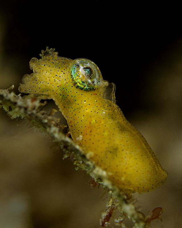 Pygmy Squid - Idiosepius pygmaeus by Henry Jager 