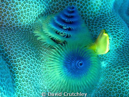 A beautiful Christmas Tree Worm found on the coral by David Crutchley 