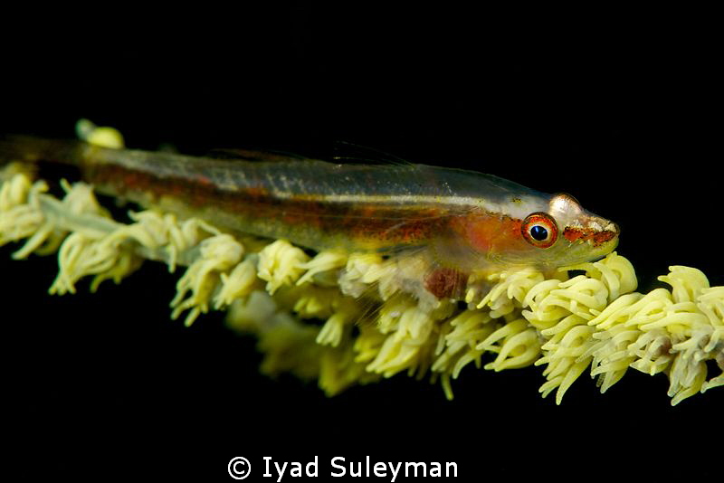 "Whip Goby" by Iyad Suleyman 
