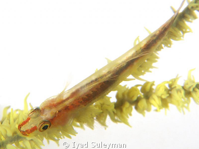 "Whip Goby" by Iyad Suleyman 