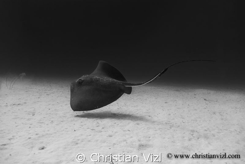 Sea Ray cruising over a sand bar, at beautiful coral reef... by Christian Vizl 