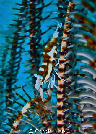 crinoid shrimp at Maumere by Chinchin Law 