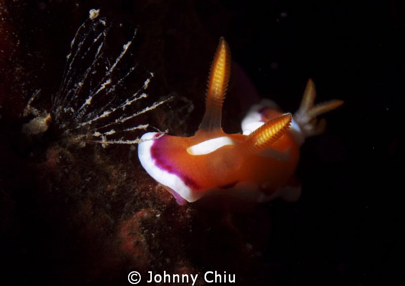 Lunch time， Panasonic-GF1 45mm Macro f1/160秒 f18.0 ISO100... by Johnny Chiu 
