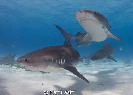 How many tigers need to show up before it's time to get o... by Matt Heath 