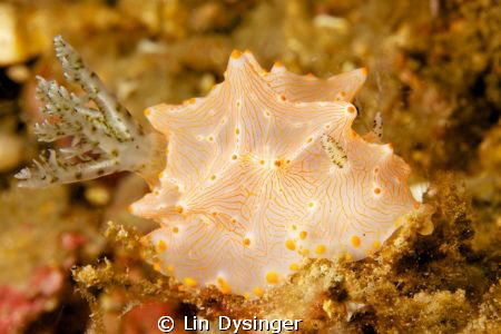 nudi by Lin Dysinger 