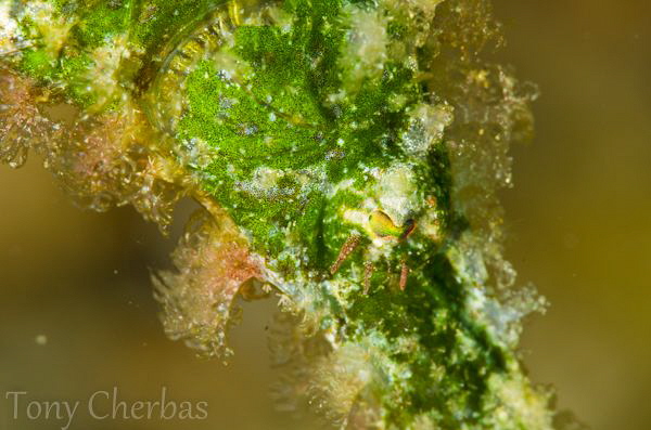 Eye of Halimeda Ghost Pipefish by Tony Cherbas 