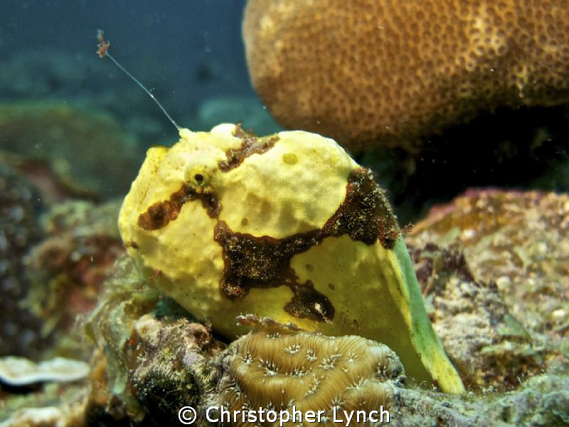 bruce bowkers resident frog fish...winter of2021 by Christopher Lynch 