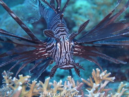 Alona Beach house reef, Bohol. Shore dive, depth around 1... by David Haintz 