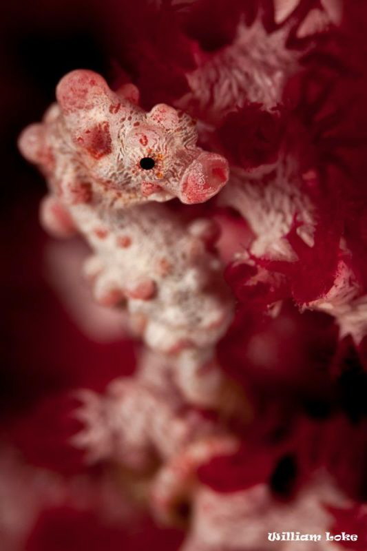 Hippocampus bargibanti by William Loke 