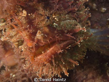 Photo taken at Blairgowrie pier, Melbourne. Tassled Angle... by David Haintz 