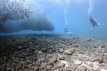 Fishball w/divers-Lau Lau Bay, Saipan M.P. by Martin Dalsaso 