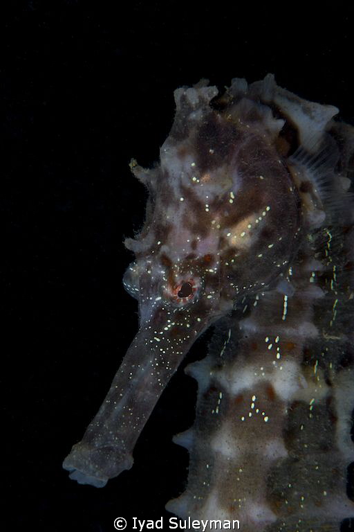 Portrait of Seahorse by Iyad Suleyman 