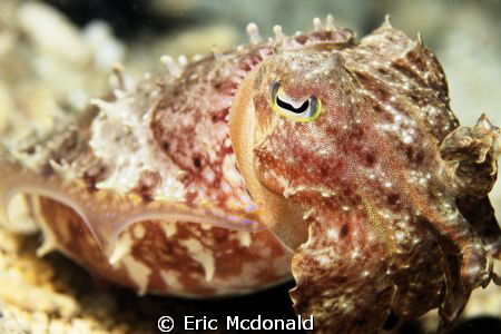 Close enough to Cuddle, Mindanao sea taken with canon 7d ... by Eric Mcdonald 