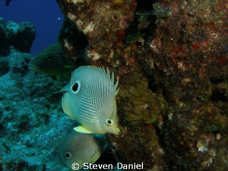Two eyed butterfly fish by Steven Daniel 
