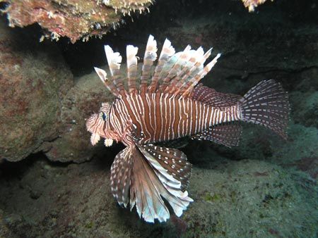 Cook Island Lion Fish. Olympus C-8080 wide zoom / olympus... by Quentin Long 