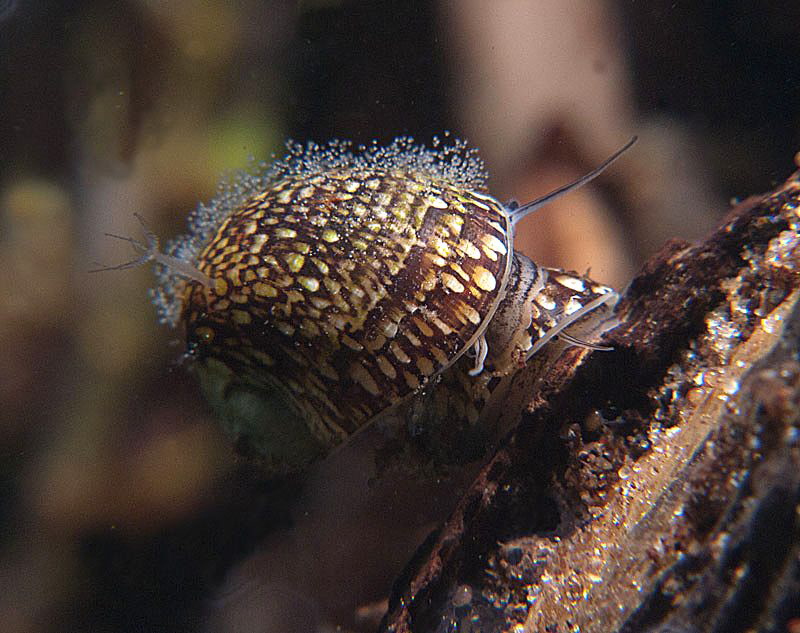 mating
common nerite 
(Theodoxus fluviatilis)
Lake Plu... by Chris Krambeck 