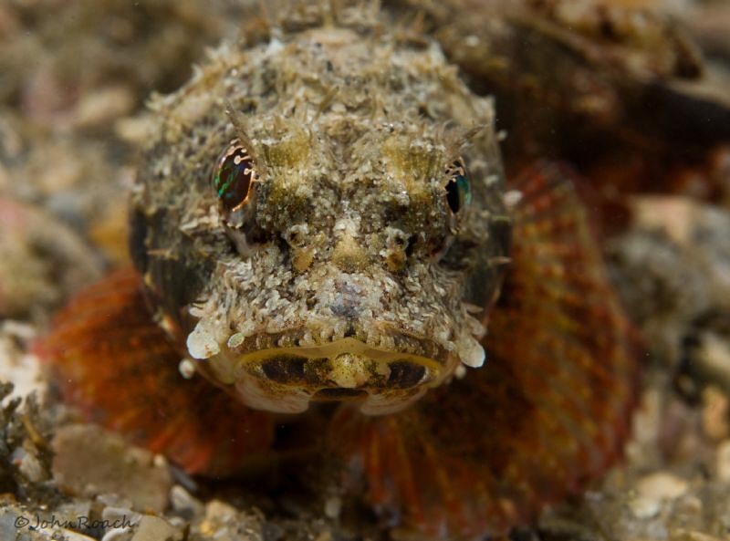 A Pit Bull, small but ferocious, maybe 3 inches long. Mus... by John Roach 