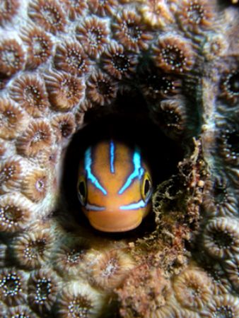 Coral blenny taken in Bunatan, Bali, last year. by Grahame Massicks 