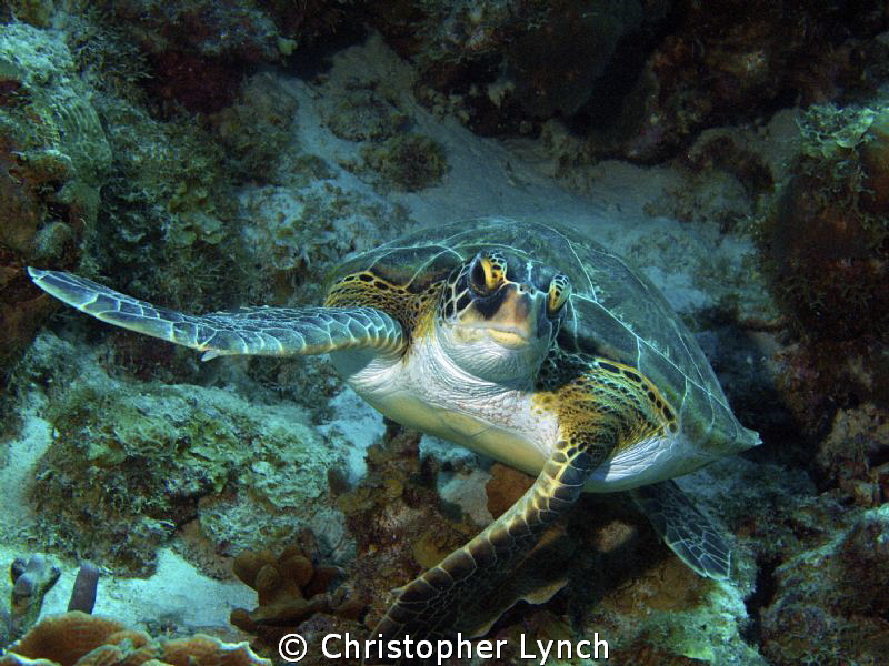 Green turtle swimming at the same depth...
 a lucky turn... by Christopher Lynch 