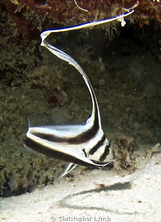 Juvi spotted drum...elegant age beautiful line luck again by Christopher Lynch 