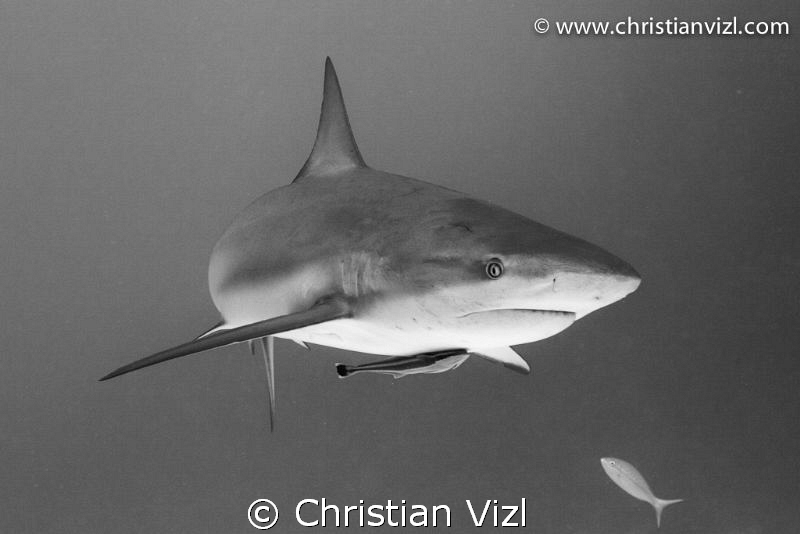 Caribbean Reef Shark with a remora at coral reef of Jardi... by Christian Vizl 