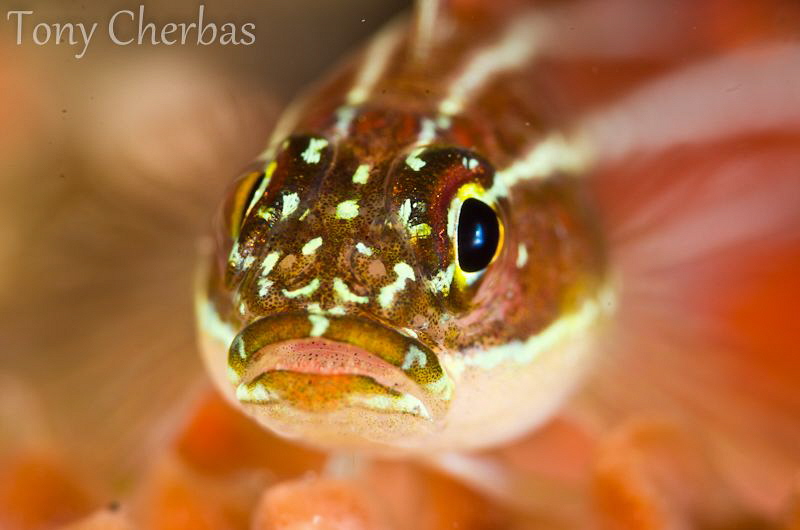 Triplefin by Tony Cherbas 