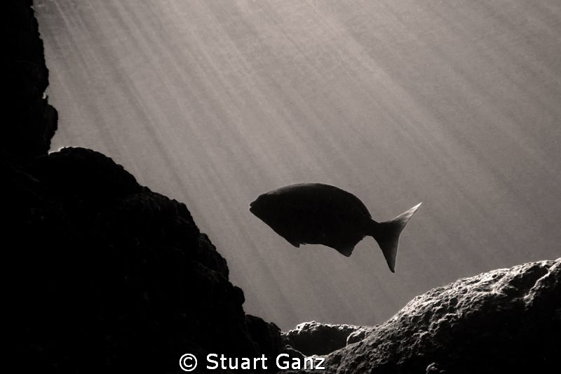 Solo by Stuart Ganz 