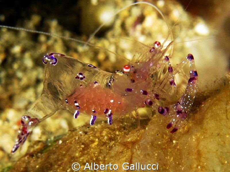 Periclimenes sarasvati with eggs by Alberto Gallucci 