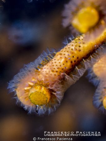 Myriapora truncata. Taken with Nikon Coolpix + Subsee +10... by Francesco Pacienza 