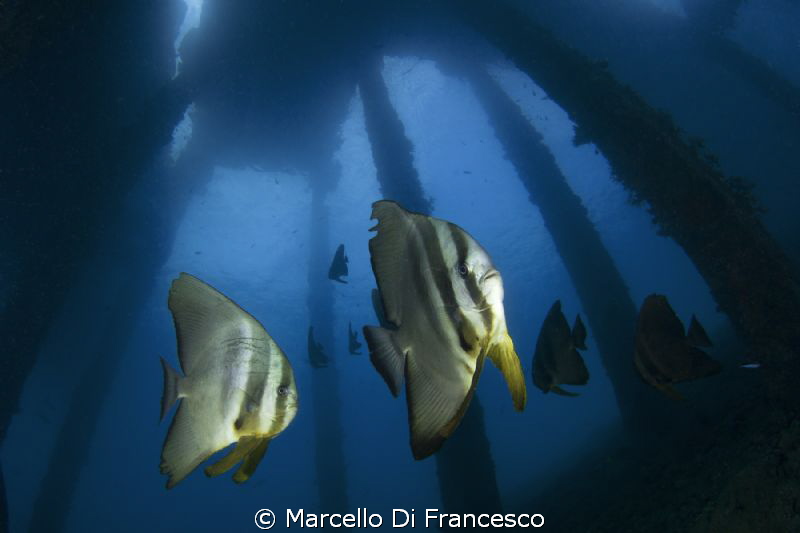 Under the jetty by Marcello Di Francesco 