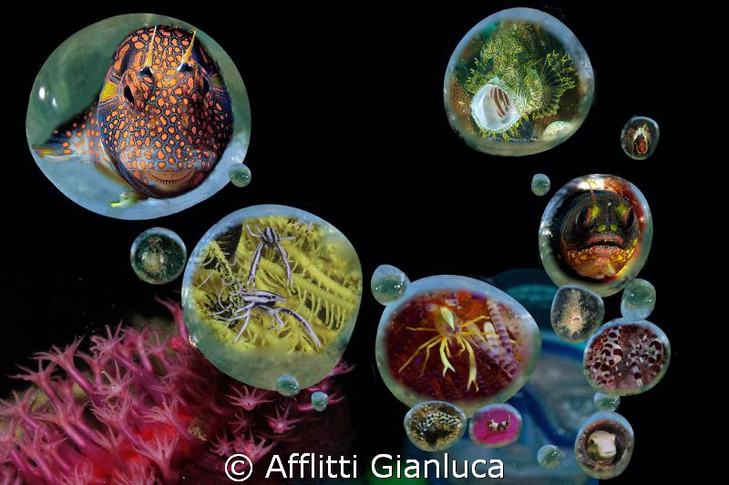 bubbles by Afflitti Gianluca 