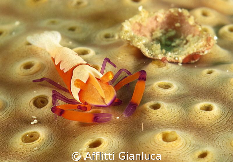 pereclimenes imperator by Afflitti Gianluca 