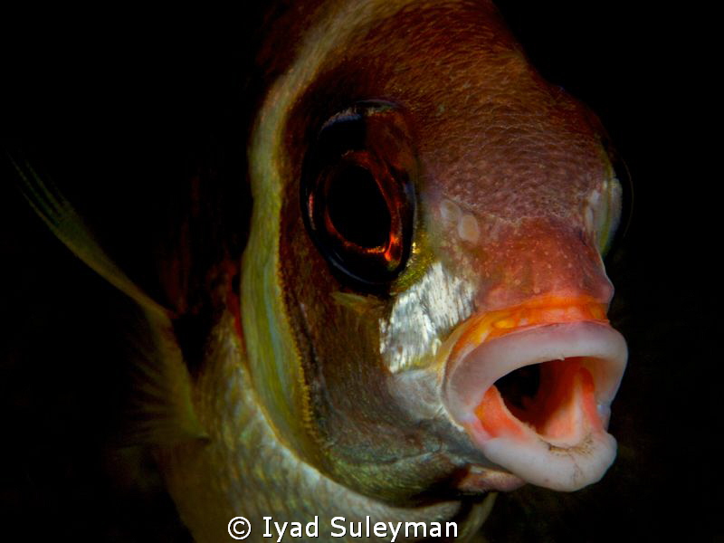 "Whitecheek spinecheek" by Iyad Suleyman 