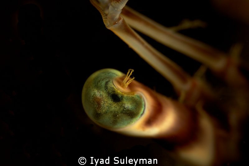 Extra super macro (no crop)
Eye of crab by Iyad Suleyman 