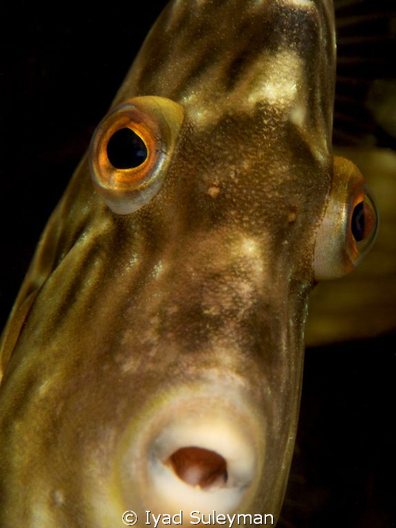 "Lozenge Filefish" Portrait by Iyad Suleyman 