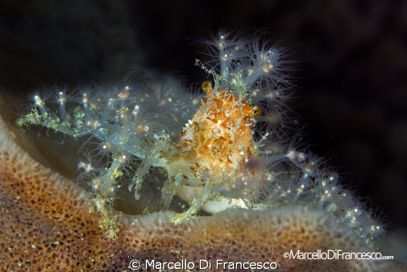 the decorator by Marcello Di Francesco 