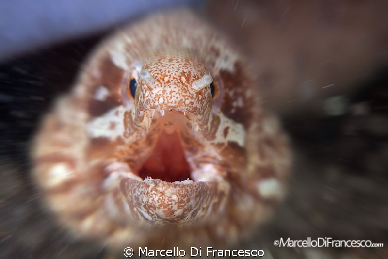 . by Marcello Di Francesco 